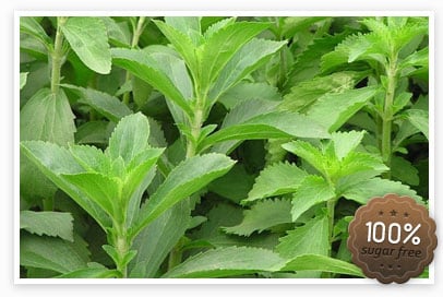 stevia-is-a-small-grent-plant-orginating-around-border-area-between-paraquay-and-Brazil.jpg