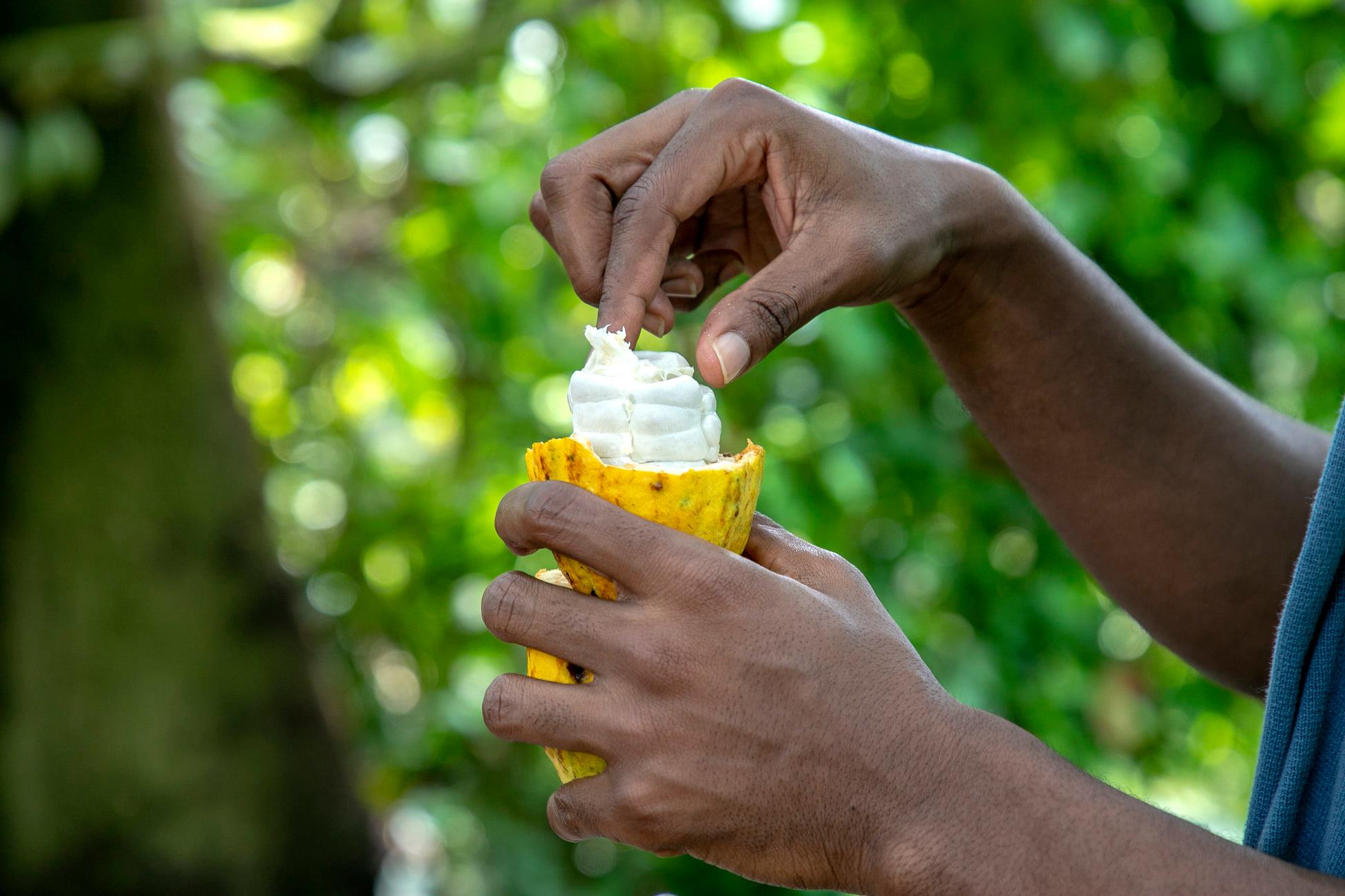 Belgian chocolatier Godiva joins Earthworm Foundation