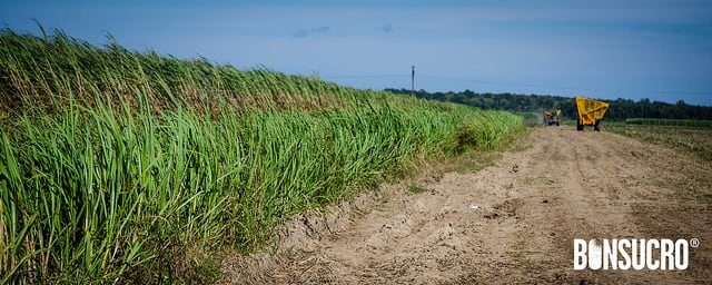 sugarcane-wind.jpg
