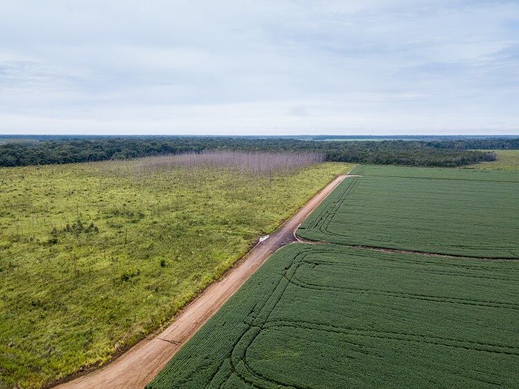 What makes Europe’s proposed deforestation law the ‘most efficient on the world stage’?