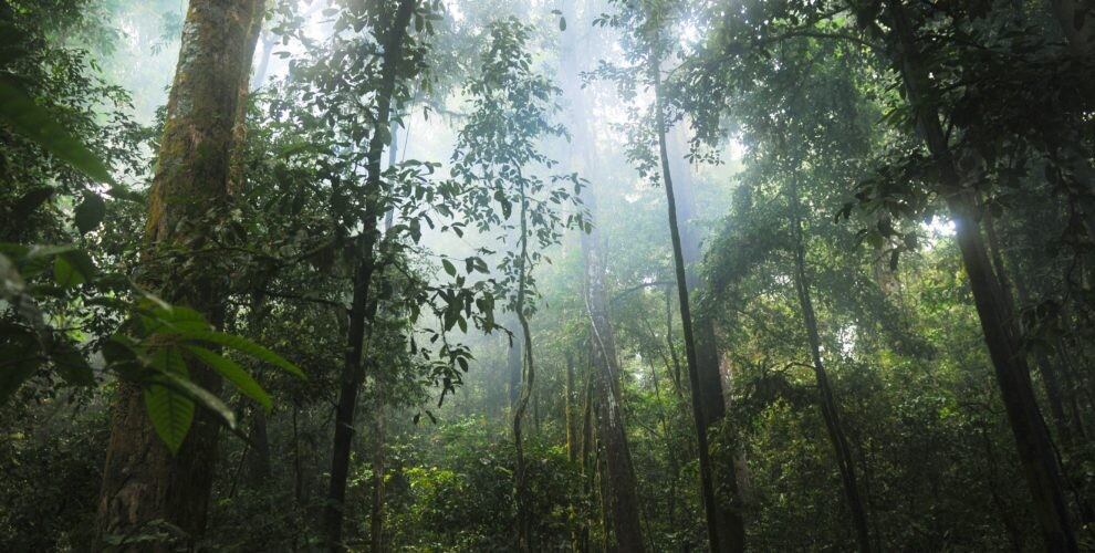 Rainforest Alliance launches new certification seal and announces progress in cocoa sector on sustainability
