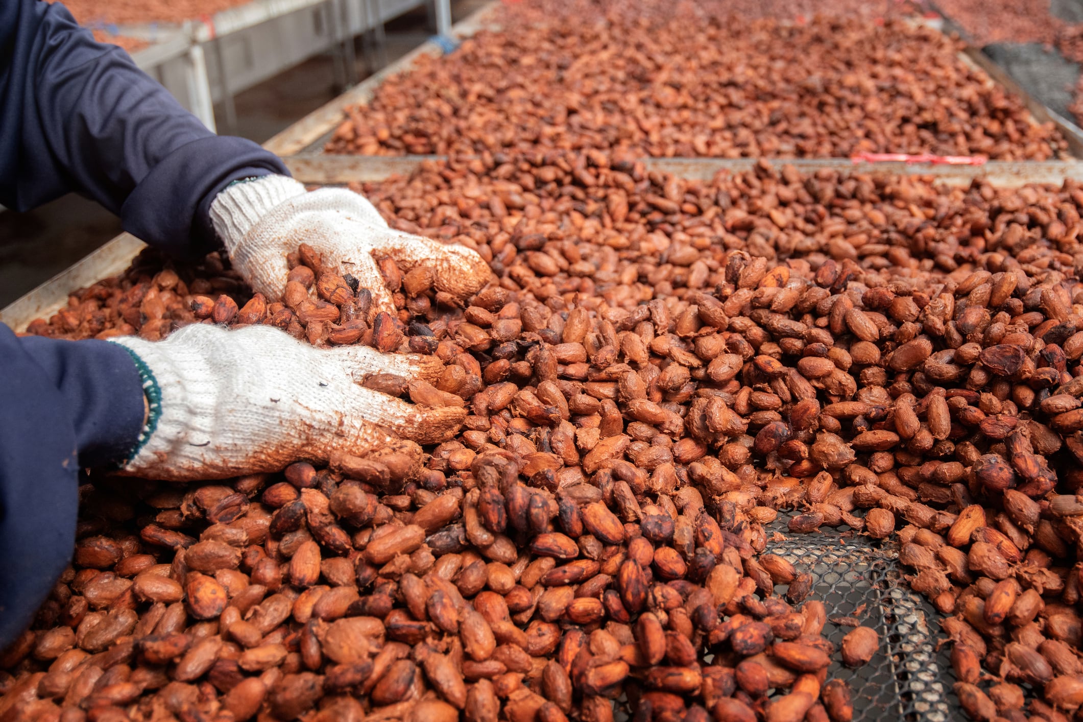 A cacao production line with a person putting their hands in the beans