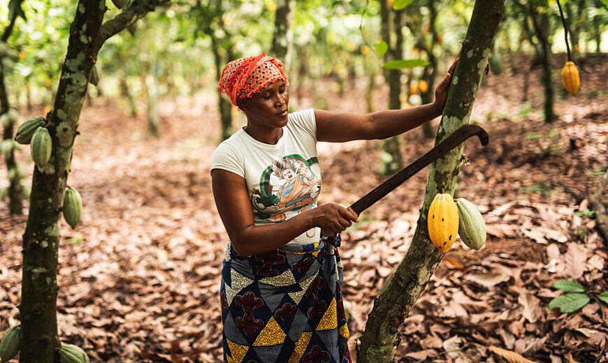 Magnum’s impact programme sees more cocoa farmers graduate to become entrepreneurs 