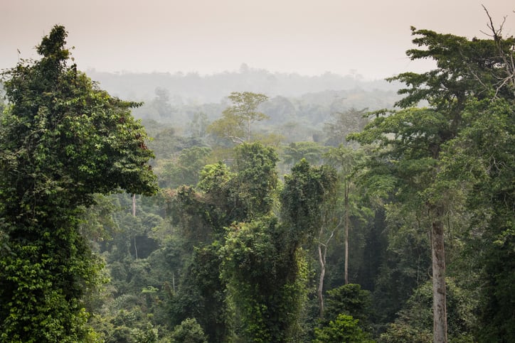 Kakum-forest-GettyImages-nicolasdecorte.jpg