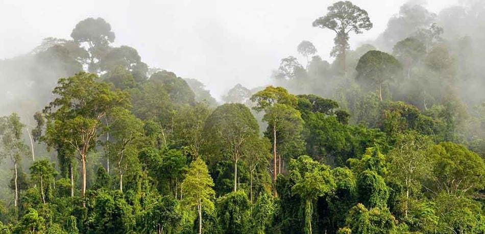 Nestlé announces new phase and partners to protect Cote d'Ivoire’s Cavally Forest