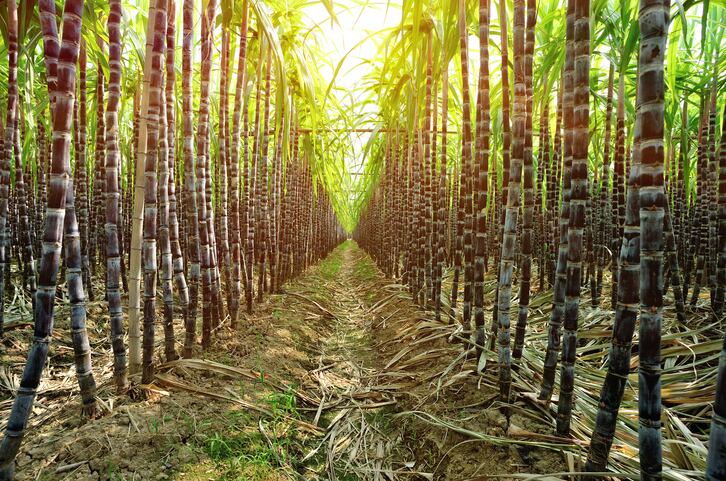 Barry Callebaut and Unilever adopt new platforms to monitor sustainability in their supply chains