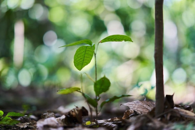 Forever-Ghana-how-Barry-Callebaut-s-sustainability-program-is-impacting-on-the-lives-of-the-country-s-cocoa-farmers_wrbm_large.jpg