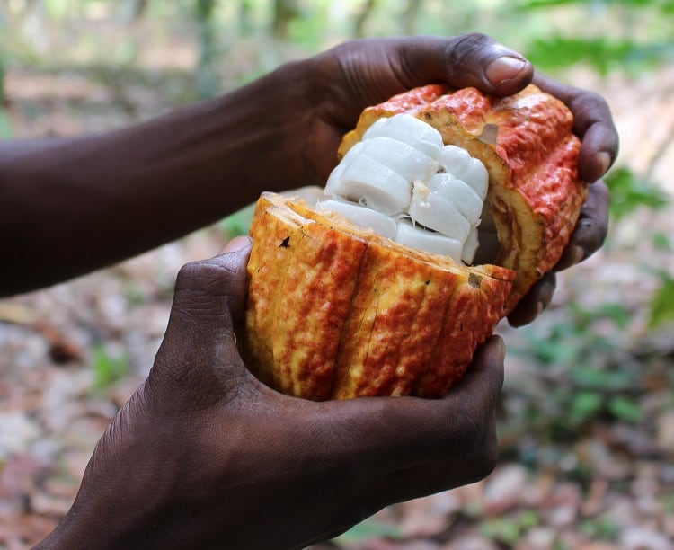 Upcycled cocoa fruit waste sweetens deals in confectionery, bakery and beverage