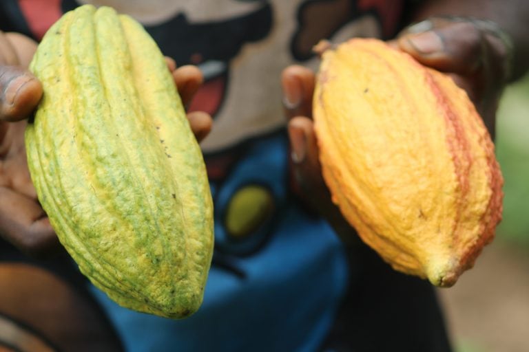 CocoaSoils-WCF.jpg