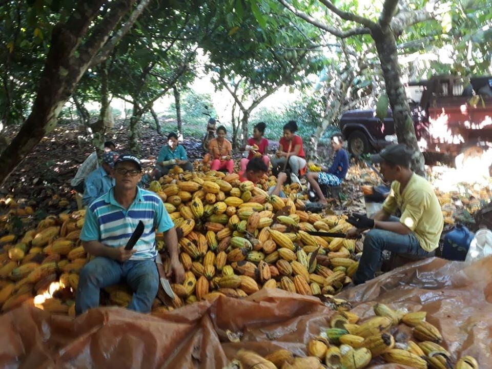 Cargill & Imaflora to support cocoa producers by restoring degraded farmland