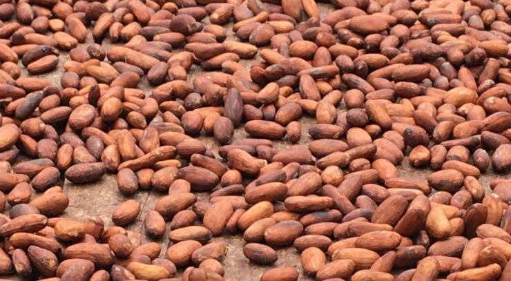 Dry weather in Côte d'Ivoire boosts cocoa prices