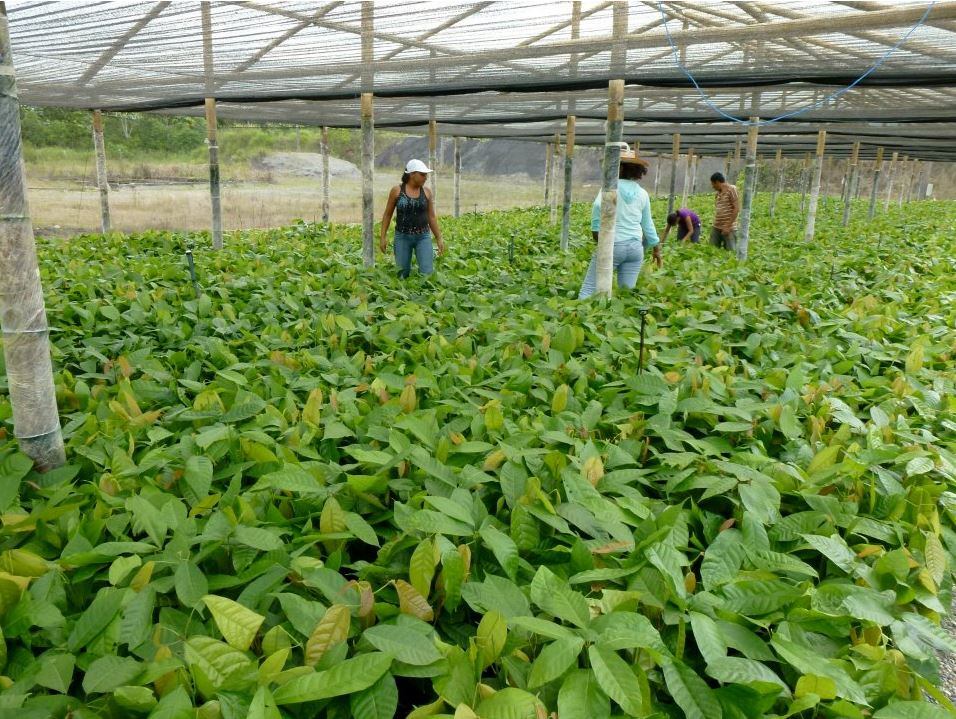seedlings_and_farmer_highres.jpg