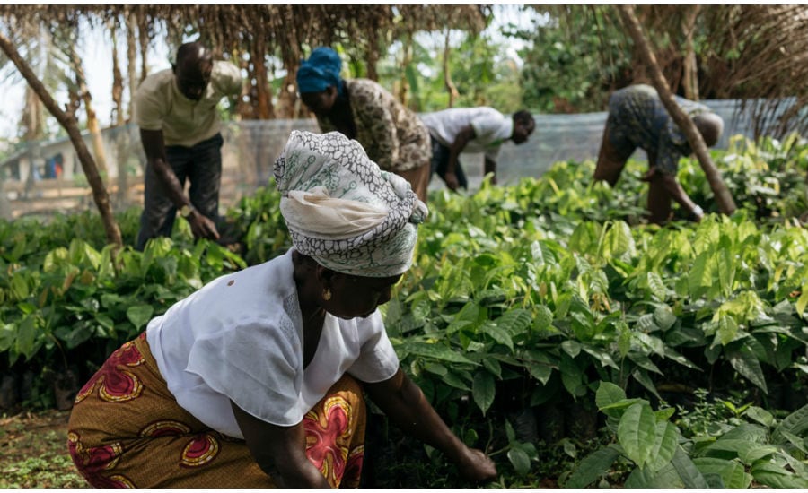 Hershey expands its Cocoa For Good program to offer more transparency in supply chain