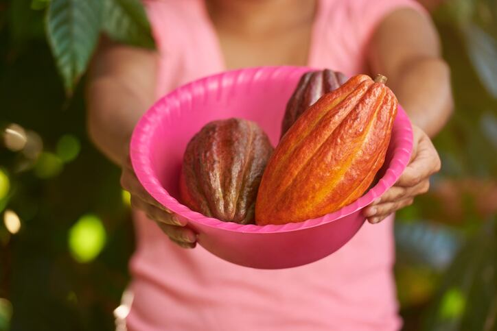 Digitizing the cocoa value chain in Honduras