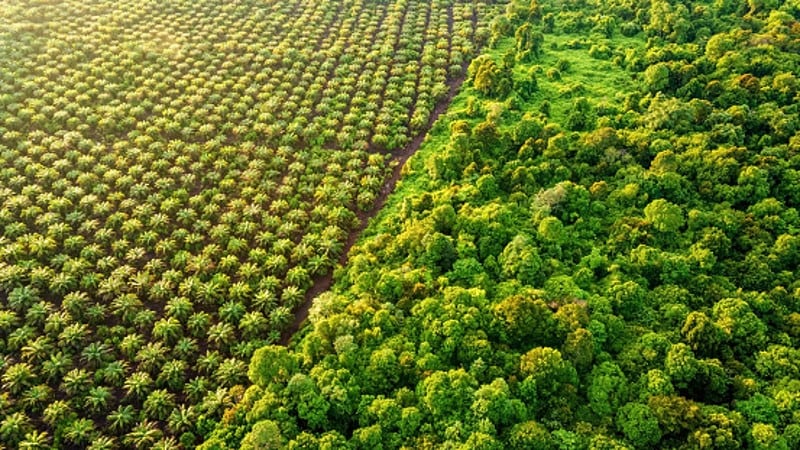 More hikes imminent: EU’s deforestation stance set to cause food price rises – policy experts