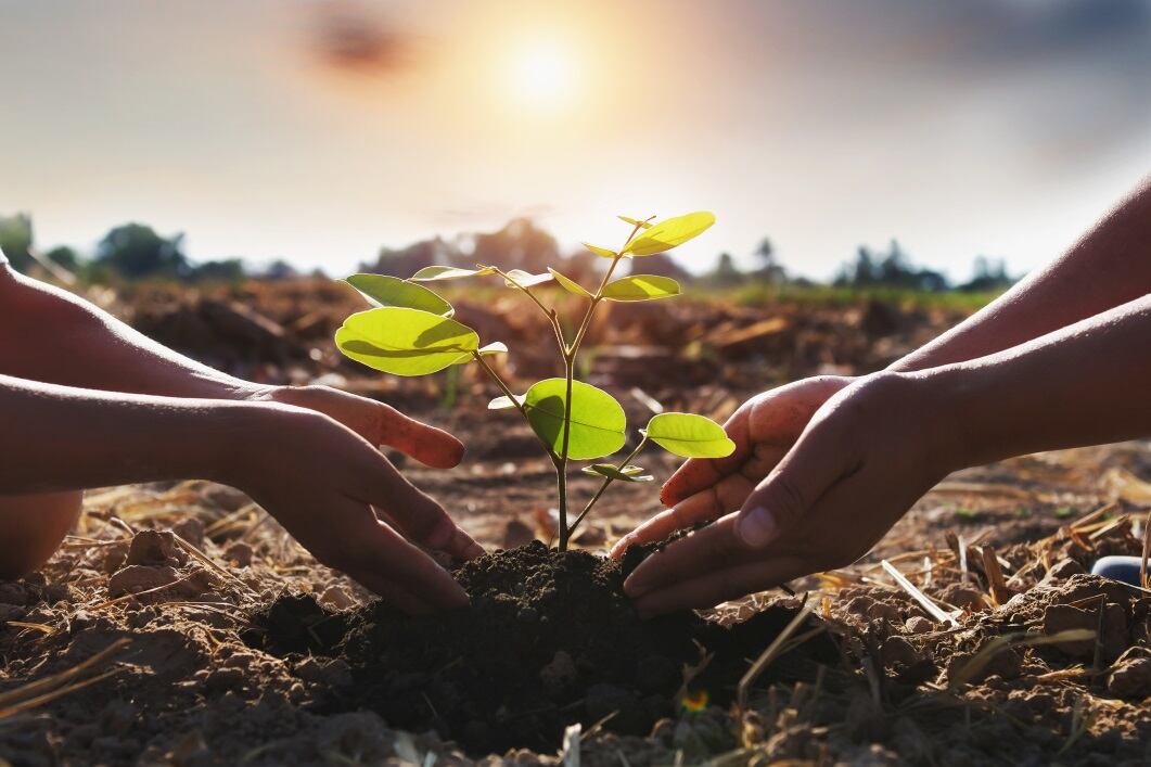 GettyImages-Lovelyday12-plant-tree-reforestation.jpg