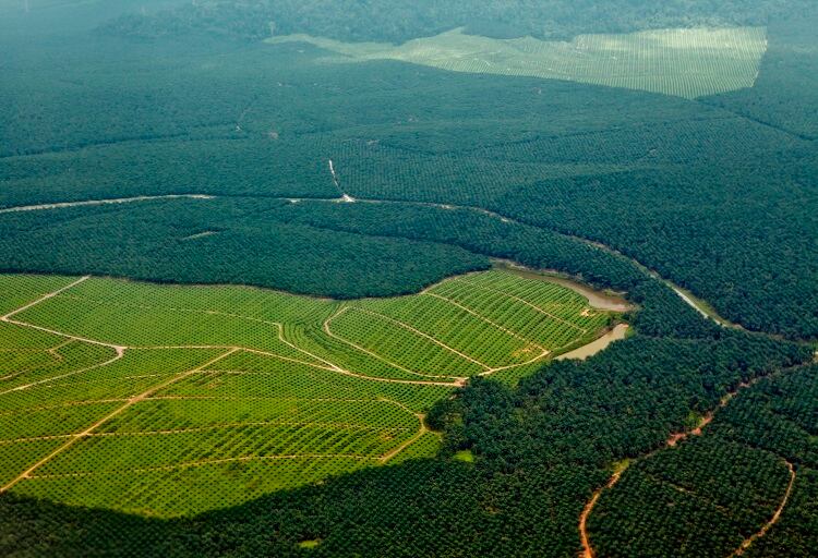 Deforestation: What are the challenges and ‘unintended consequences’ of government action?