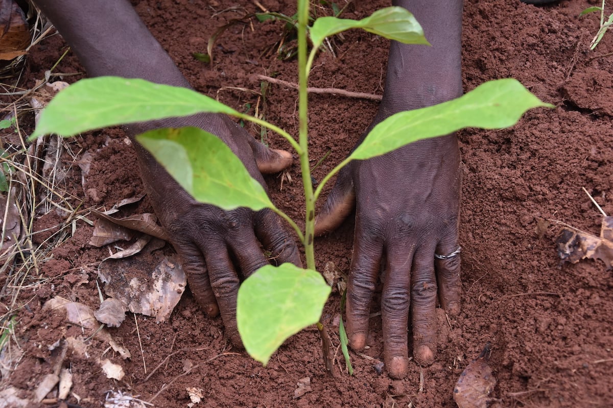 All Mars’ products in Europe to be sourced with 100% sustainable cocoa
