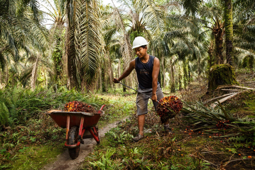 Ferrero releases Palm Oil Progress Report, looks to make all its supply chains 100% RSPO certified