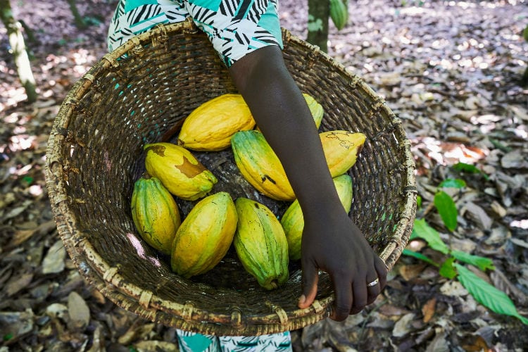 Barry Callebaut Group announces significant rise in chocolate sales in first quarter