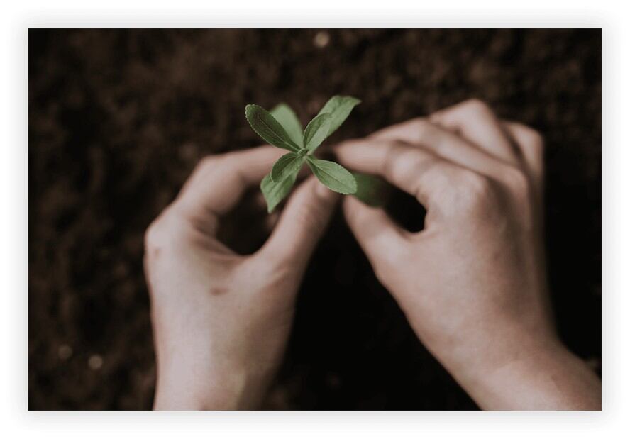 How-natural-sweeteners-became-a-gamechanger-for-confectionery.jpg