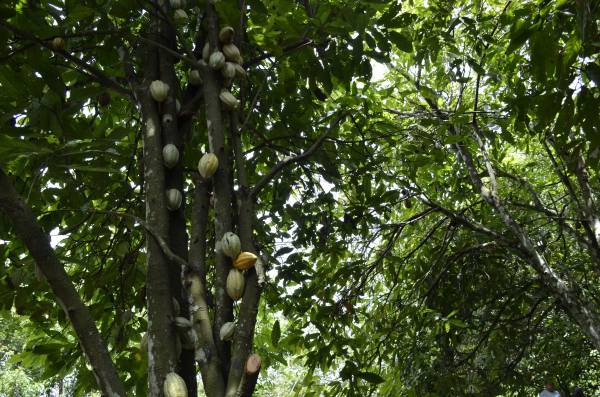 cocoa-life-tree.jpg