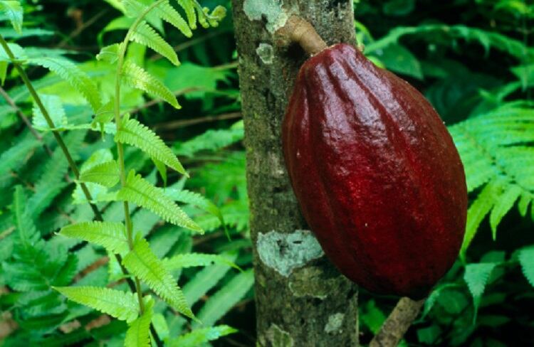 Guittard Chocolate on ethics, education, and ‘the evolution of artistry’
