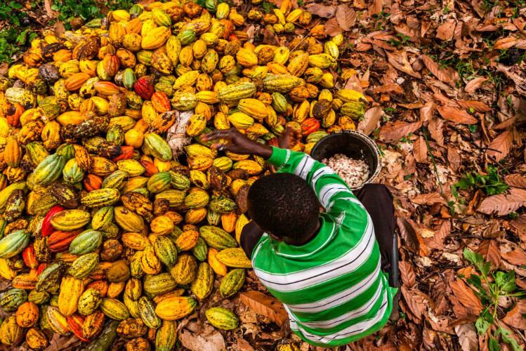 The Right Price: Could premiums paid by the government eradicate child labor in Ghana’s cocoa industry?
