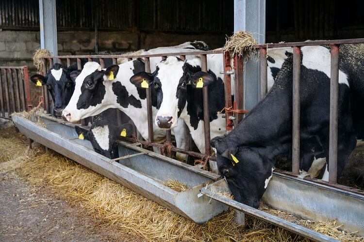 dairy-cows-Johnny-Greig.jpg