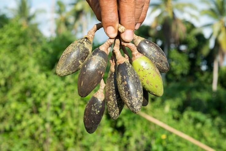 pili-olives.jpg