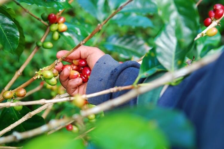 The Netherlands cracks down on child labour with due diligence bill