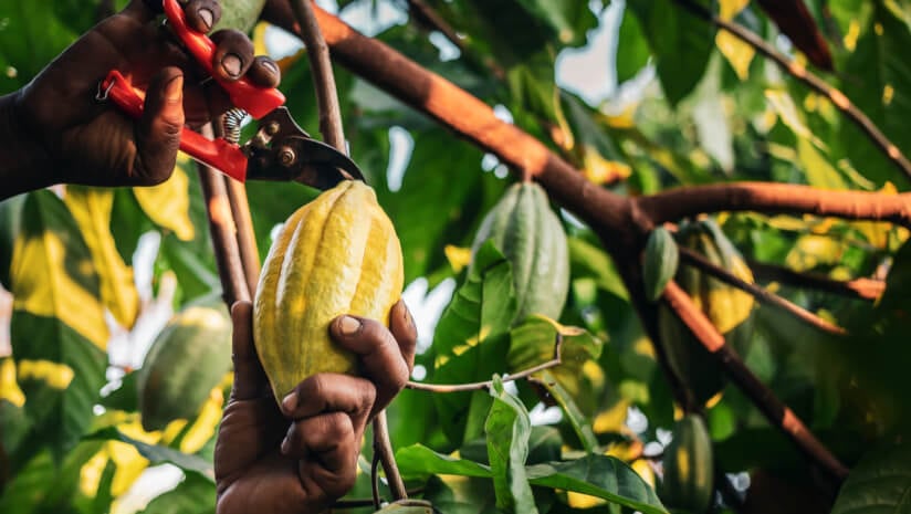 Heavy-metal-contamination-found-in-cocoa.jpg