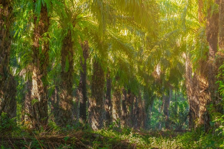 Colombia’s pastureland can produce carbon-neutral palm oil: Study