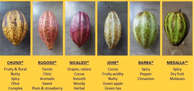 cocoa-id-varities.png