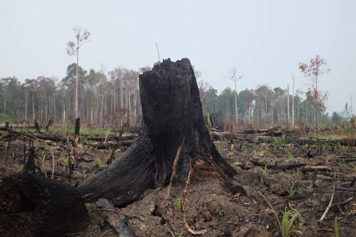 Green report calls for snack giants to ramp up deforestation commitments