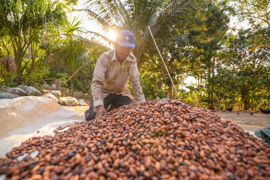 Swiss Cocoa Platform celebrates 5 years with renewed commitment to farmer income and climate protection