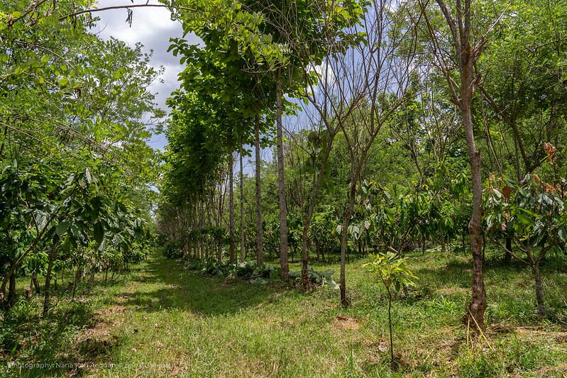 Cote d’Ivoire’s cocoa sector looks to the future with a shift towards sustainable agroforestry