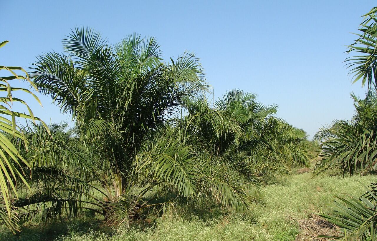 oil-palm-plantation.jpg