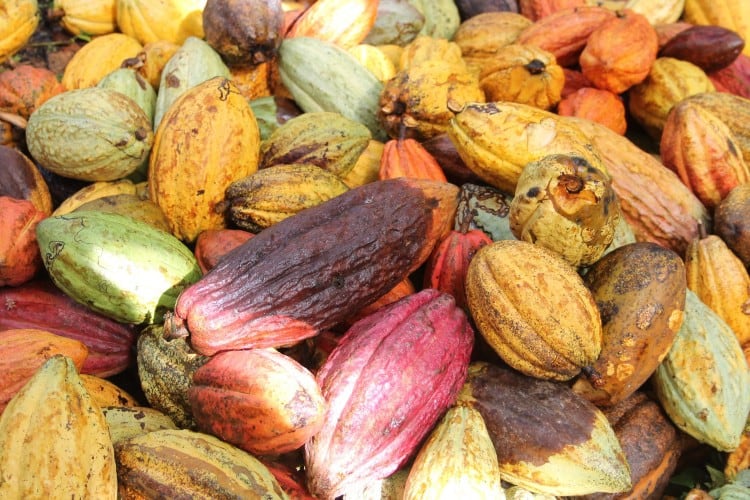 Mars-backed Andean Cacao looks to climate-smart & sustainable cocoa farming