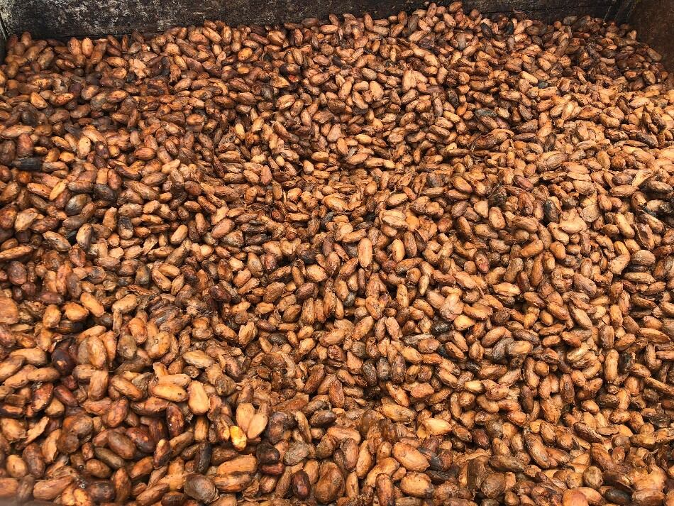 cordilera-feature-1-beans.jpg