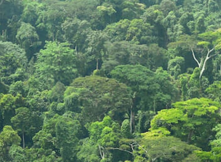 New traceability methods show extent of cocoa farms in protected areas – but CFI says progress is being made in eliminating deforestation