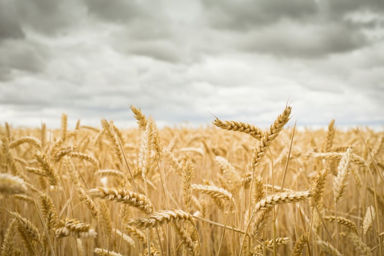GettyImages-Dan-Brownsword-wheat-field.png