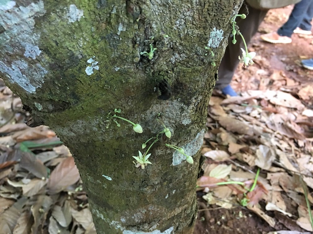 flower-pollination.jpg