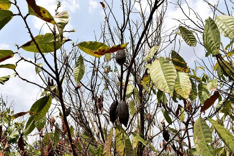 Côte d’Ivoire rainfall instills hope for decent year after an unusually dry April
