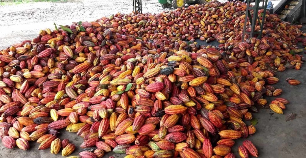 Brazil reports rise in cocoa grinds as imports fall in 2022