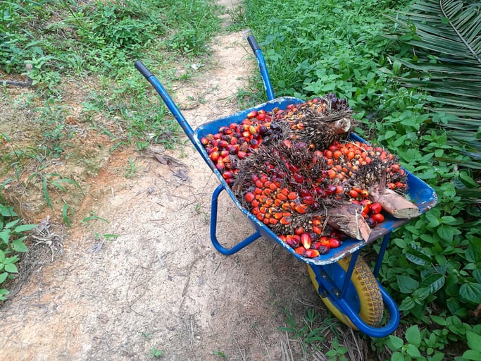Palm-oil-in-wheelbarrow_GettyImages-duntaro.jpg