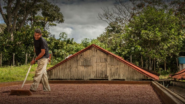 Cocoa and chocolate companies help farmers fight the coronavirus virus and beyond