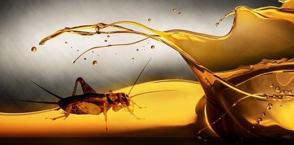 insect-oil.jpg