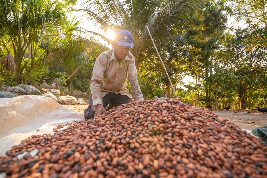 Free-deforestation agreement readies Peruvian cocoa for new European market regulations
