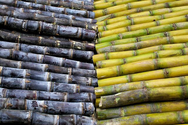 sugar-cane-flicker.jpg